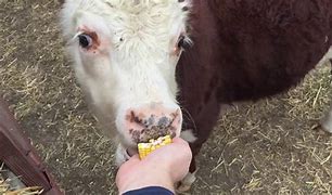 Image result for Animals Eating Corn