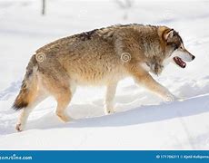 Image result for Wolf Side Rear View