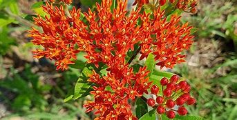 Image result for Chigger Bushes