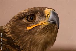 Image result for Eagle Portrait