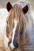 Image result for Roan Stallion