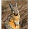 Image result for Animaru Viscacha