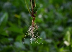 Image result for Plant Root Can Capture