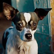 Image result for Rat Terrier Chihuahua Mix Puppies