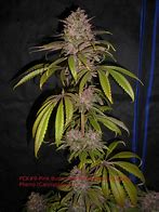 Image result for BC Kush Strain