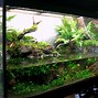 Image result for Half a Gallon Tanks