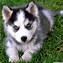 Image result for Husky Dog Background