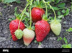 Image result for Strawberry Heartbreaking