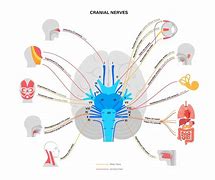 Image result for Cranial Nerves Number Diagram