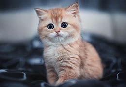 Image result for Ferocious Kitten