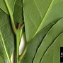 Image result for Laurus Species