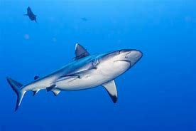 Image result for Fins Up Shark