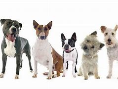 Image result for Different Terrier Breeds