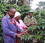 Image result for Spring Valley Coffee Kenya