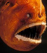 Image result for Angler Fish Teeth