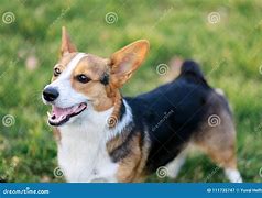 Image result for Corgi Adult Dog