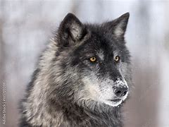 Image result for Grey Dire Wolf