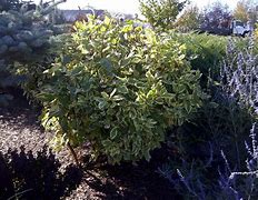 Image result for Variegated Dogwood