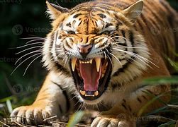 Image result for Tiger Skull Closed Mouth