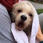 Image result for Animals Wet Mane