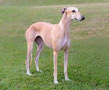 Image result for Galgo Dog Breed