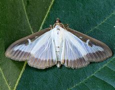 Image result for Box Tree Moth Eggs QTY