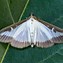 Image result for Moths in Trees