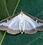 Image result for Box Moth Eggs