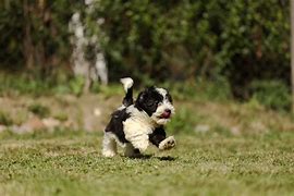 Image result for Jack Bichon Havanese Puppies