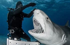 Image result for Tiger Shark Bite