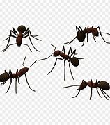 Image result for Translucent Ants