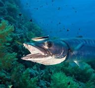 Image result for Barracuda Eating