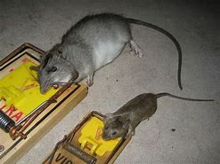 Image result for Rat in a Mat