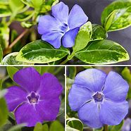 Image result for Vinca Garden