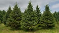 Image result for Dwarf Fir Trees