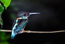 Image result for Blue Kingfisher In Borneo Rainforest