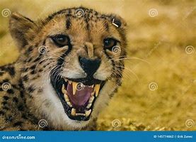 Image result for Scary Cheetah Teeth