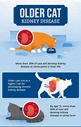 Image result for Cat Kidney Disease