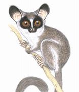 Image result for Galago Matschiei