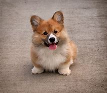 Image result for Best Corgi