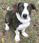 Image result for Corgi Basset Hound Mix