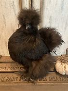 Image result for Brown Silkie