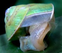 Image result for Green Snail