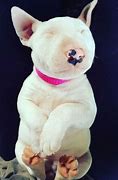 Image result for Bull Terrier Babies