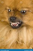 Image result for Grumpy Pomeranian