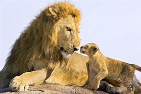 Image result for Male Lion with Cub Zoo