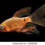 Image result for Blue Fish with Long Tail Fin