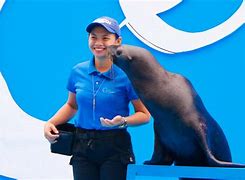 Image result for Sea Lion Show in Manila Ocean Park