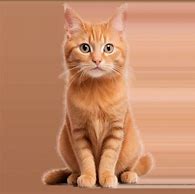 Image result for Orange Cat Graphic