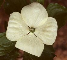 Image result for Cornus X Venus Dogwood